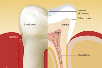 Grafik Zahn-Querschnitt - Zahnkrone und Zahnwurzeln - Dr. Weitze, Endodontie Hamburg